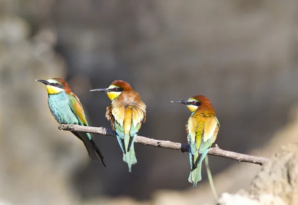 Three bee-eaters — Stock Photo, Image