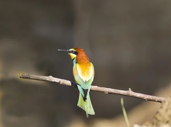 Bee-eater — Stock Photo, Image