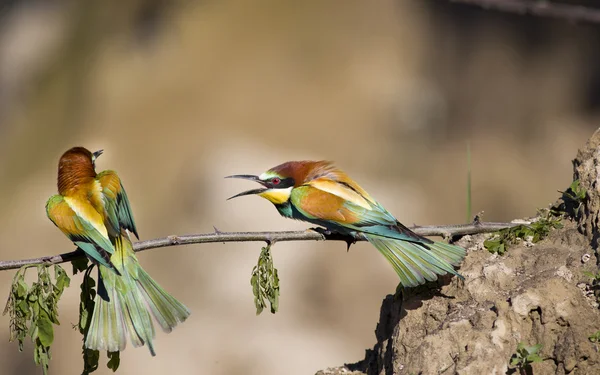 Bee-eaters — Stock Photo, Image