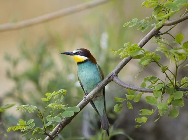 Vista frontal de Bee-eater — Foto de Stock