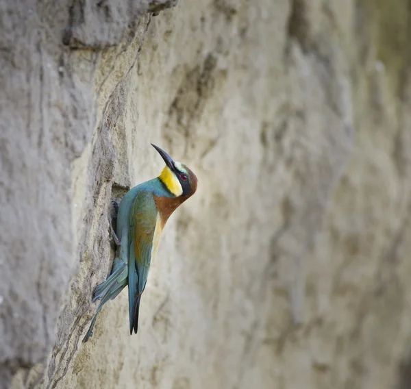 Bee-eater on nest — Stock Photo, Image