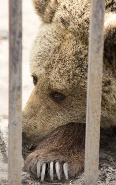 Brązowy niedźwiedź w zoo — Zdjęcie stockowe