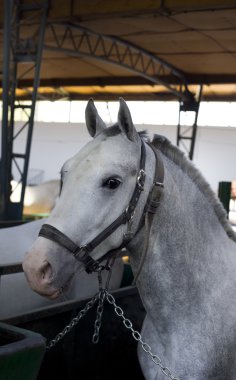 lipizzan at