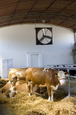 simmental inekler