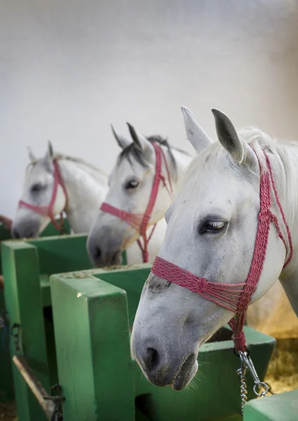 Caballos de Lipizzano — Foto de Stock