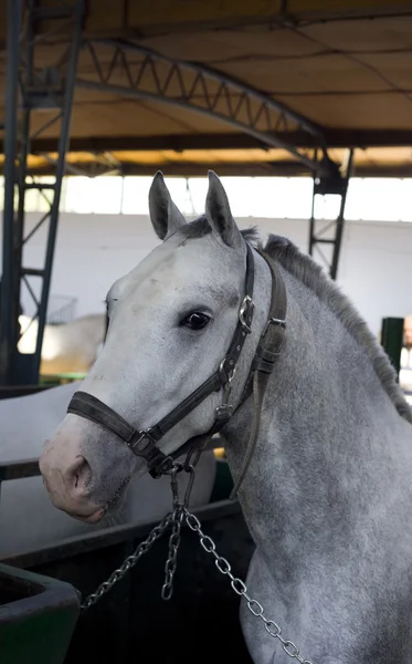 Cavalo Lipizzan — Fotografia de Stock