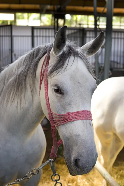 Cavalo Lipizzan — Fotografia de Stock