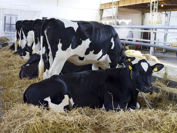 Vacas Holstein-Friesian — Foto de Stock