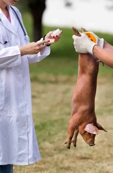 Vaccinatie van biggen — Stockfoto