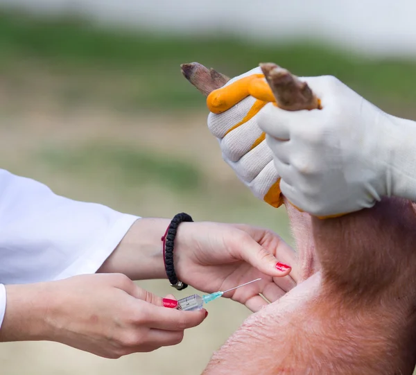 Vaccination av smågrisar — Stockfoto