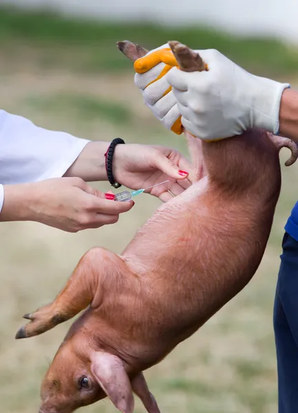 Vaccinazione dei suinetti — Foto Stock