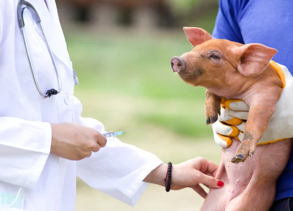 Vaccinazione dei suinetti — Foto Stock