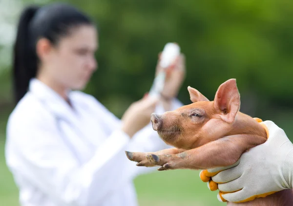 Vaccination av smågrisar — Stockfoto