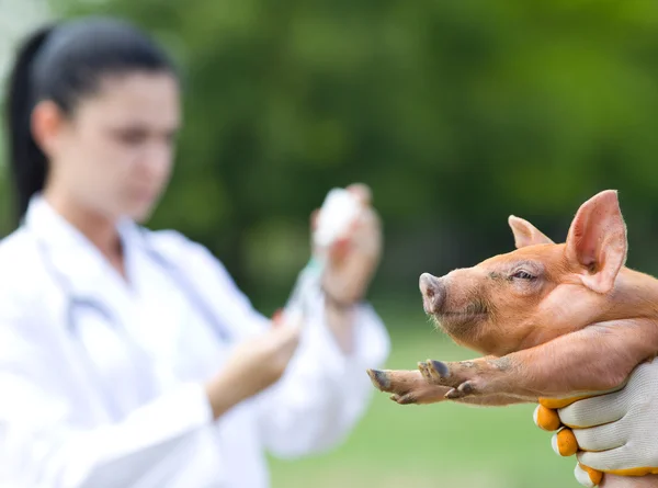 Vaccination av smågrisar — Stockfoto