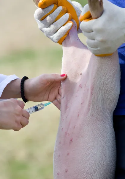 Vaccination of piglets — Stock Photo, Image