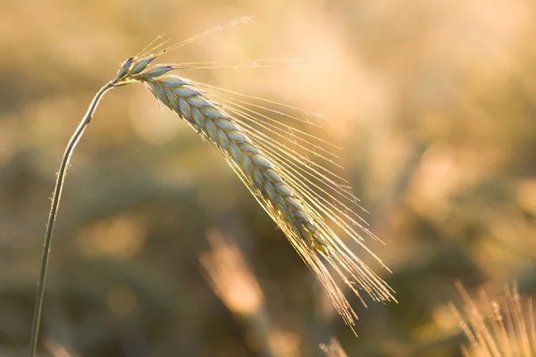 Barley ear — Stock Photo, Image