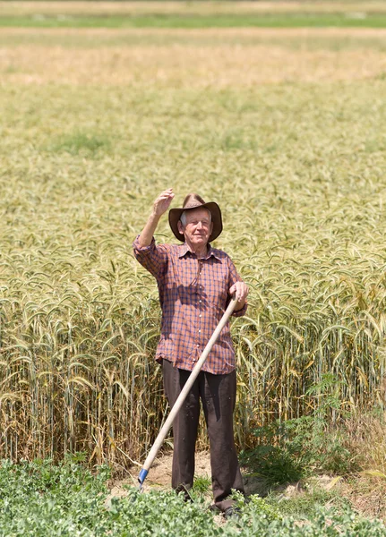 Oude man in gerst veld — Stockfoto