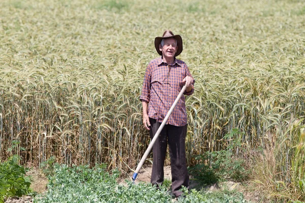 Viejo en campo de cebada — Foto de Stock