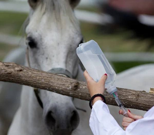 Inyección de caballo —  Fotos de Stock