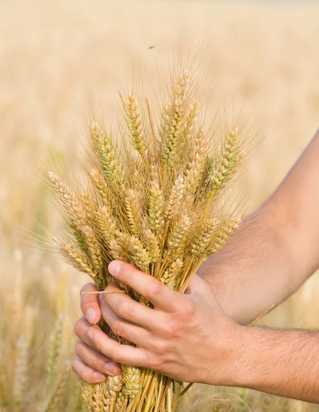 Gyllene rikedom — Stockfoto