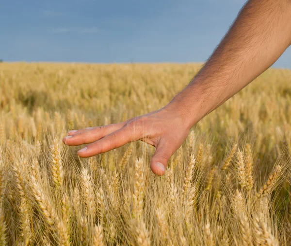 Golden wealth — Stock Photo, Image