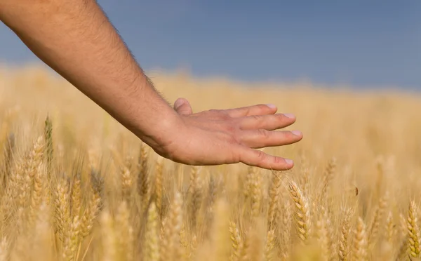 Golden wealth — Stock Photo, Image