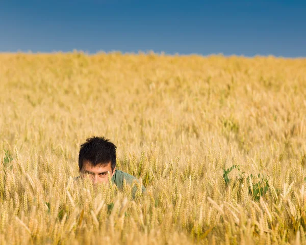 Hide and seek in wheat — Stock Photo, Image