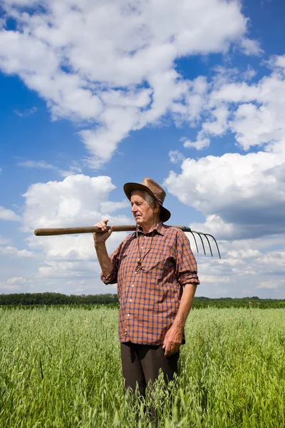 Old man in oat field — Stock Photo, Image