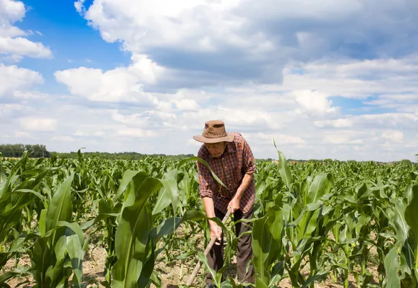 Weeding corn field with hoe — Stock Photo, Image