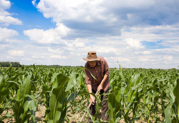 Weeding corn field with hoe