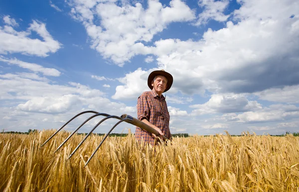 Working in barley field — Stock Photo, Image