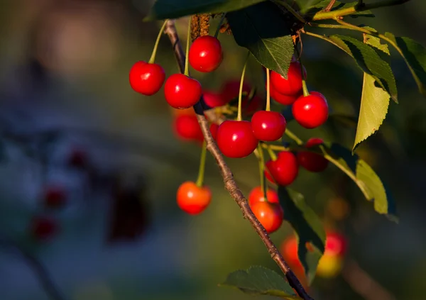 Ripe cherry — Stock Photo, Image