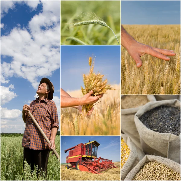 Landbouw collage — Stockfoto