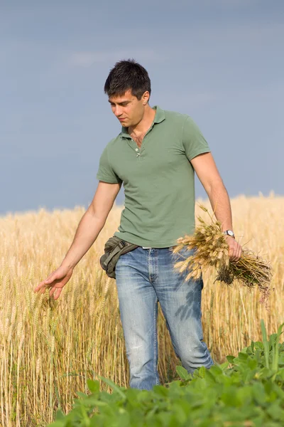 Agricultor feliz no campo de trigo — Fotografia de Stock