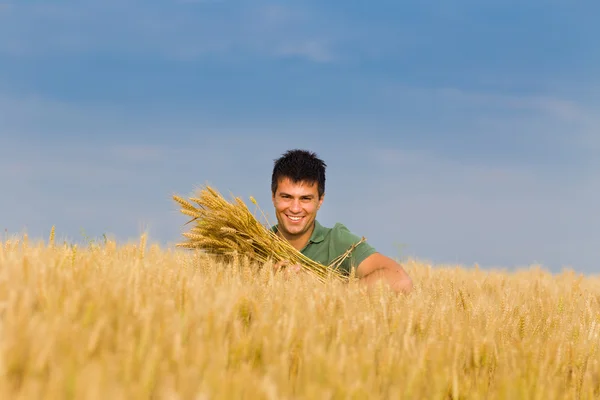 Gelukkig man in tarweveld — Stockfoto