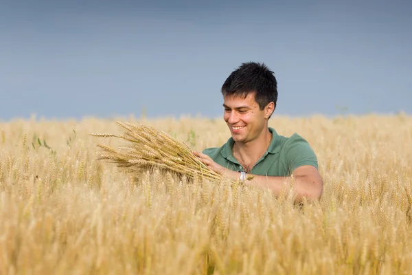 Gelukkig man in tarweveld — Stockfoto