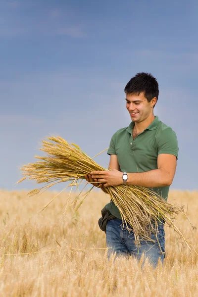 Mna with bunch of wheat — Stock Photo, Image