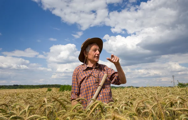 Orang tua di ladang gandum — Stok Foto