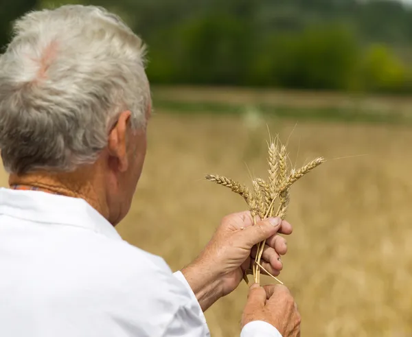 Agronomist analysing wheat ears — Stock Photo, Image