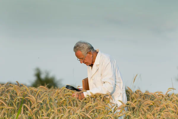 Agronomista na polu pszenicy — Zdjęcie stockowe