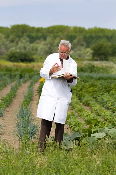 Agronom v zeleninové zahradě — Stock fotografie