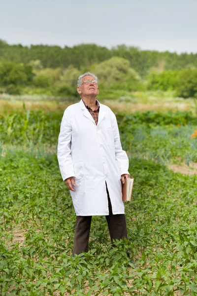 채소 밭에 농업 경제 학자 — 스톡 사진