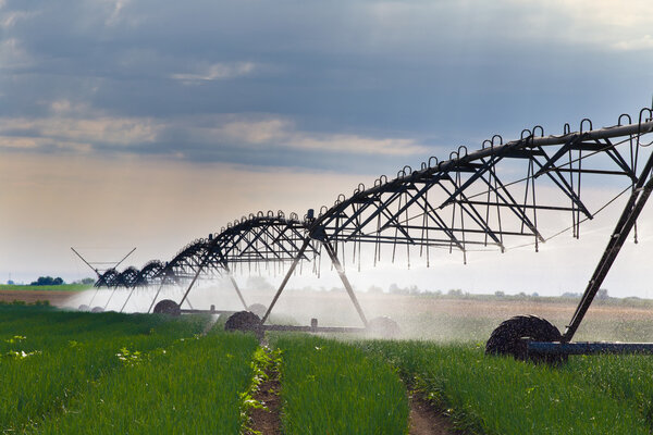 Irrigation of onion field