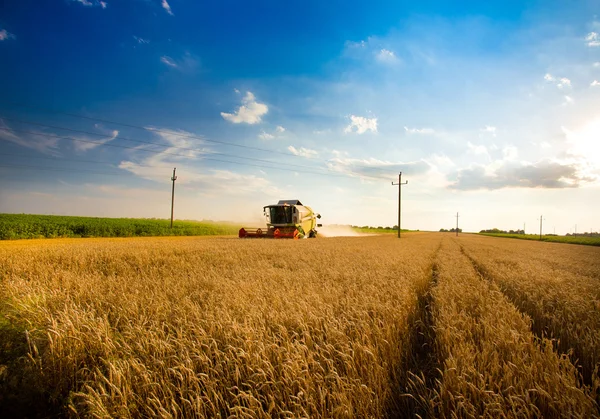 Harvesting wheat — Stock Photo, Image