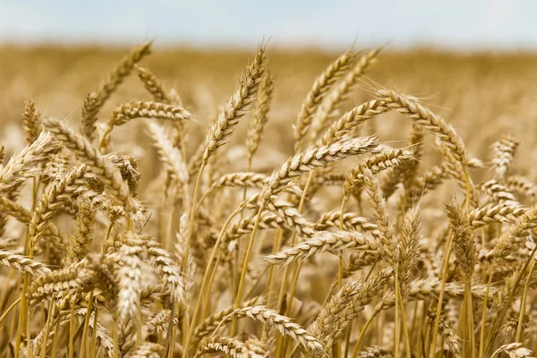 Wheat ear Stock Picture