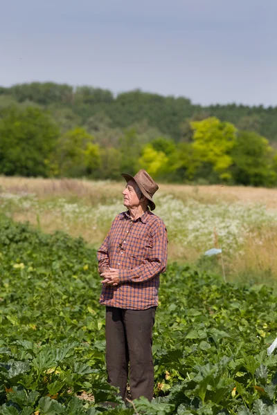 Peasant in field — Stock Photo, Image