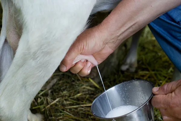 Milking goat — Stock Photo, Image