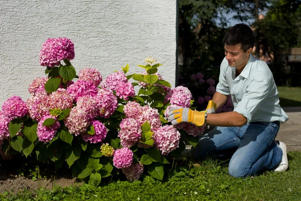 Jardinería — Foto de Stock