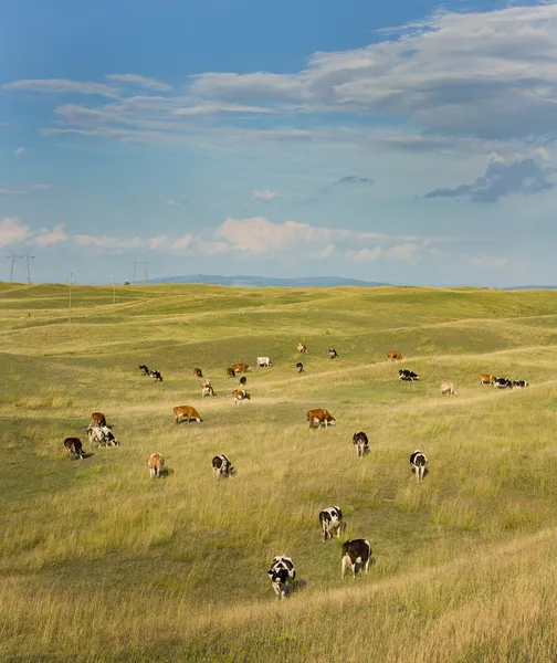 Vacas pastando —  Fotos de Stock