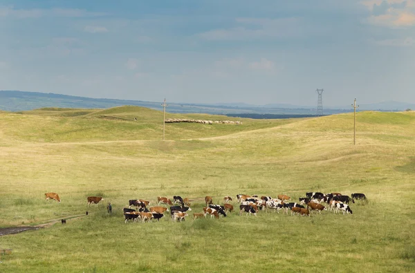 Pâturage des vaches — Photo